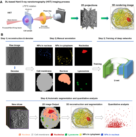 人工智能賦能納米分辨CT表征技術，驅動新型納米藥物與細胞技術研發新紀元